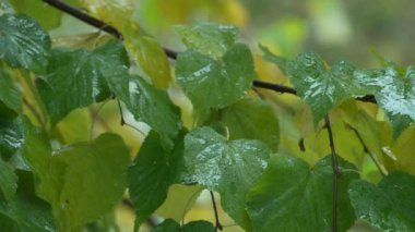 Ormandaki ağaç yapraklarına yağmur yağıyor.