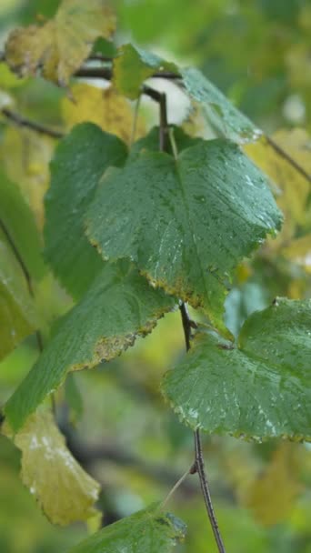 雨天树叶的垂直录像 — 图库视频影像