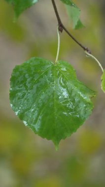 Yağmurlu havada ağaç yapraklarının dikey videosu