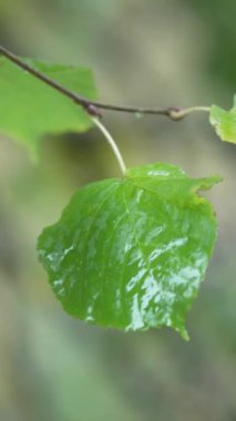 Yağmurlu havada ağaç yapraklarının dikey videosu