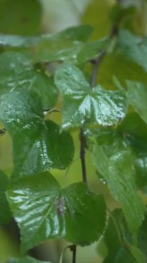 Yağmurlu havada ağaç yapraklarının dikey videosu