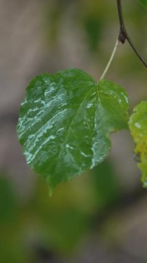 Yağmurlu havada ağaç yapraklarının dikey videosu