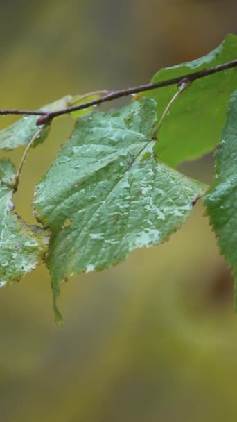 Yağmurlu Havada Ağaç Yapraklarının Dikey Videosu — Stok video
