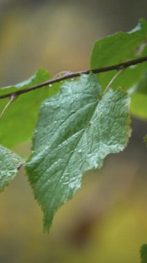 8K 'da yağmur sırasında ağaçtaki yaprakların dikey videosu
