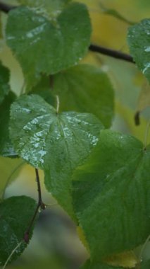 8K 'da yağmur sırasında ağaçtaki yaprakların dikey videosu