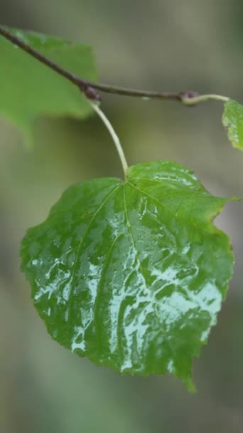 Vertikales Video Von Blättern Auf Einem Baum Bei Regen — Stockvideo
