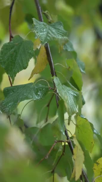 Yağmur Sırasında Ağaçtaki Yaprakların Dikey Videosu — Stok video