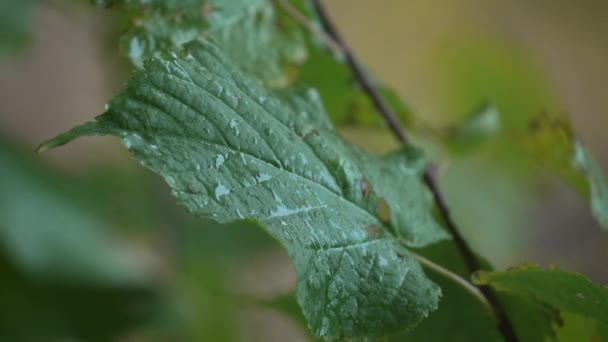Vertical Close Video Tree Leaves Rain — Stock Video