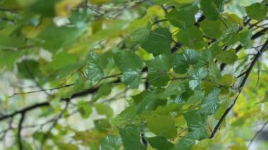 Yağmurda ağaç yapraklarının dikey yakın çekim videosu