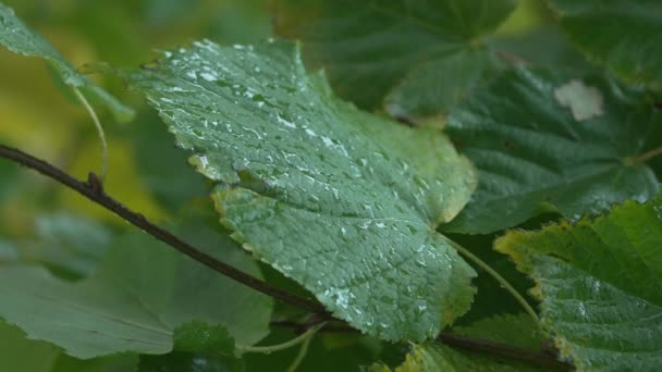 雨の中の木の葉の垂直クローズアップビデオ — ストック動画
