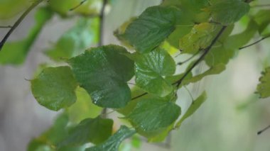 Yağmurda ağaç yapraklarının dikey yakın çekim videosu