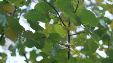 Yağmurda ağaç yapraklarının dikey yakın çekim videosu