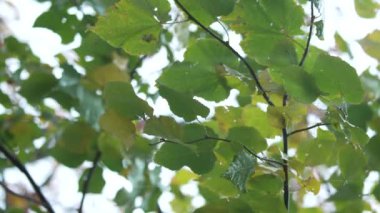 Yağmurda ağaç yapraklarının dikey yakın çekim videosu