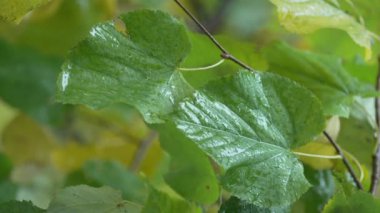Yağmurda ağaç yapraklarının dikey yakın çekim videosu