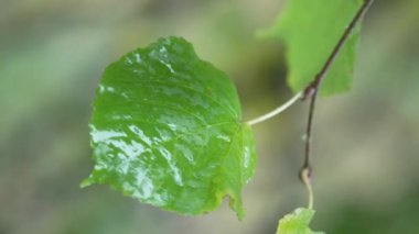 Yağmurda ağaç yapraklarının dikey yakın çekim videosu