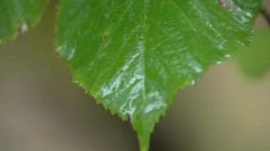 Yağmur yağarken ağaç yaprakları