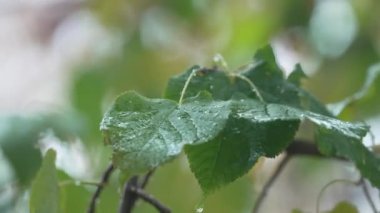 Yağmur yağarken ağaç yaprakları