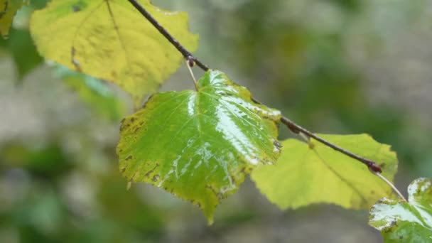 Stromový Listí Během Deště Během Dne — Stock video