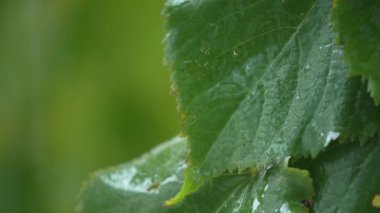 Yağmur yağarken ağaç yaprakları