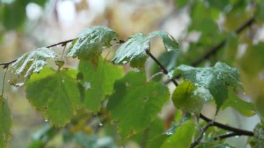 Yağmur yağarken ağaç yaprakları
