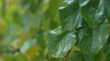 Yağmur yağarken ağaç yaprakları