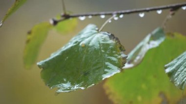 Yağmur yağarken ağaç yaprakları