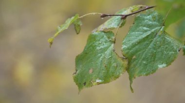 Yağmur yağarken ağaç yaprakları