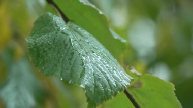 Yağmur yağarken ağaç yaprakları