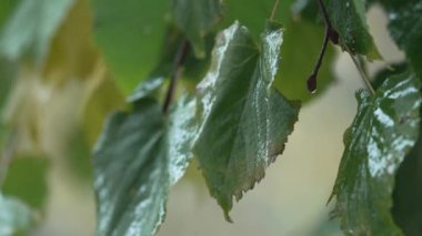 Yağmur yağarken ağaç yaprakları