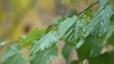 Yağmur yağarken ağaç yaprakları