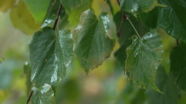 Yağmur yağarken ağaç yaprakları
