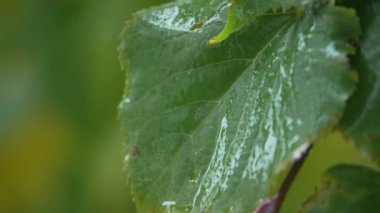 Yağmur yağarken ağaç yaprakları