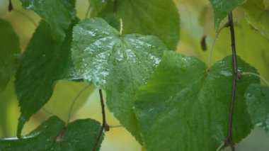 Yağmur yağarken ağaç yaprakları