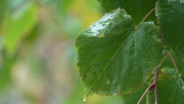 Φύλλα Δέντρων Κατά Διάρκεια Της Βροχής — Αρχείο Βίντεο