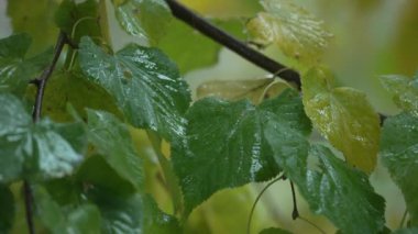 Yağmur yağarken ağaç yaprakları