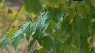 Yağmur yağarken ağaç yaprakları