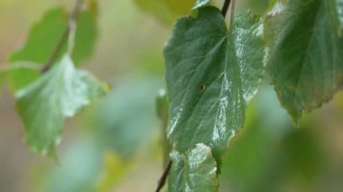 Yağmur yağarken ağaç yaprakları