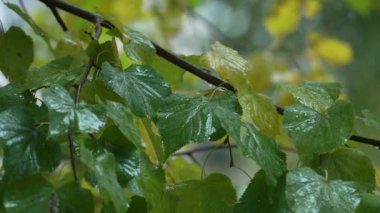 Yağmur yağarken ağaç yaprakları