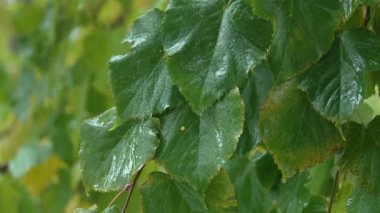 Yağmur yağarken ağaç yaprakları