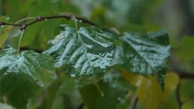 Yağmur yağarken ağaç yaprakları