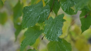 Yağmur yağarken ağaç yaprakları