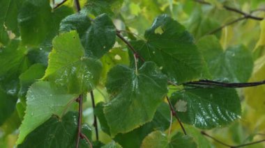 Yağmur yağarken ağaç yaprakları