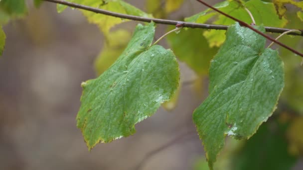 Tree Leaves Rain Day — Stock Video