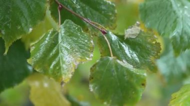 Yağmur yağarken ağaç yaprakları