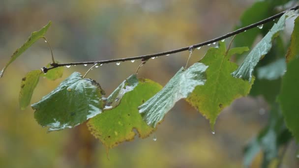 白天下雨时树叶 — 图库视频影像