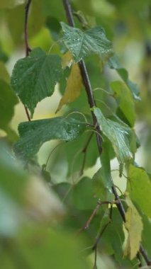 Ağaç yapraklarındaki yağmurun dikey videosu