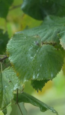 Ağaç yapraklarındaki yağmurun dikey videosu