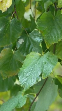 Ağaç yapraklarındaki yağmurun dikey videosu