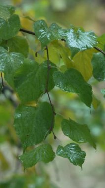 Ağaç yapraklarındaki yağmurun dikey videosu