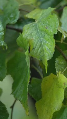 Ağaç yapraklarındaki yağmurun dikey videosu